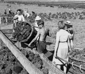 Peat extraction